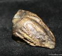 Inch Shed Triceratops Tooth #758-1
